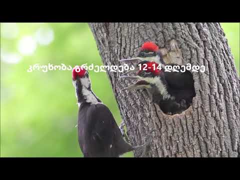 შავი კოდალა 1