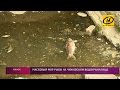 Массовая гибель рыбы на Чижовском водохранилище