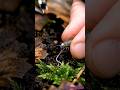 Springtail POV: Inside a Microscopic Underground World (Realistic Wildlife Footage)