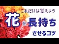 これだけは覚えよう！花を長持ちさせるコツ