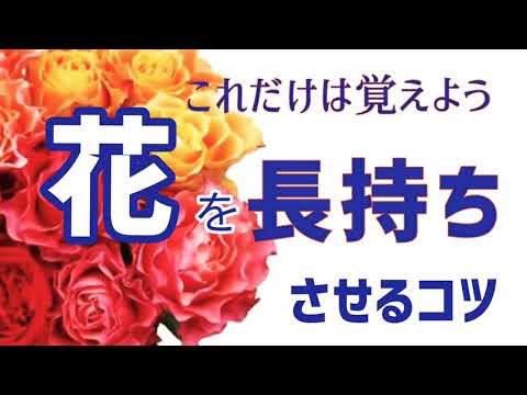 これだけは覚えよう！花を長持ちさせるコツ