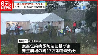 【鳥インフルエンザ】採卵農場で確認  17万羽の殺処分開始  岡山・倉敷市