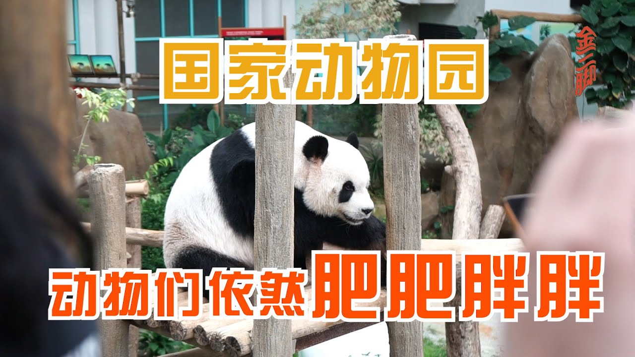 ZOO NEGARA 的动物依然肥肥胖胖，不要听那些人造谣！好吃好住 ，考虑在着要搬过来做动物了~