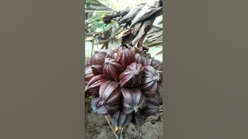 nipa palm fruits yummy