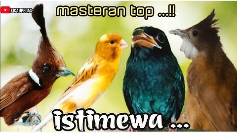 MASTERAN TOP MURAI BATU , TEMBAKAN ISTIMEWA || cililin -jenggot - tengkek Buto - kenari