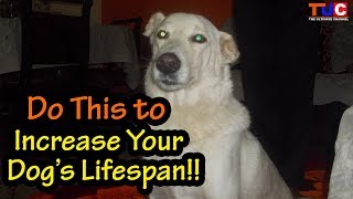 Tips To Increase Your Dog's Lifespan : Dog Problems : TUC