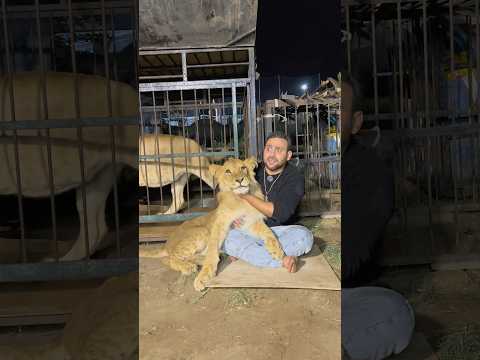 يلا يا أسد نام!؟🦁😱