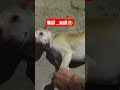 #funny #bollywood #dogshorts #dog #doggys #desidog #dj #beats #rapper #shortsfeed #funnyreel
