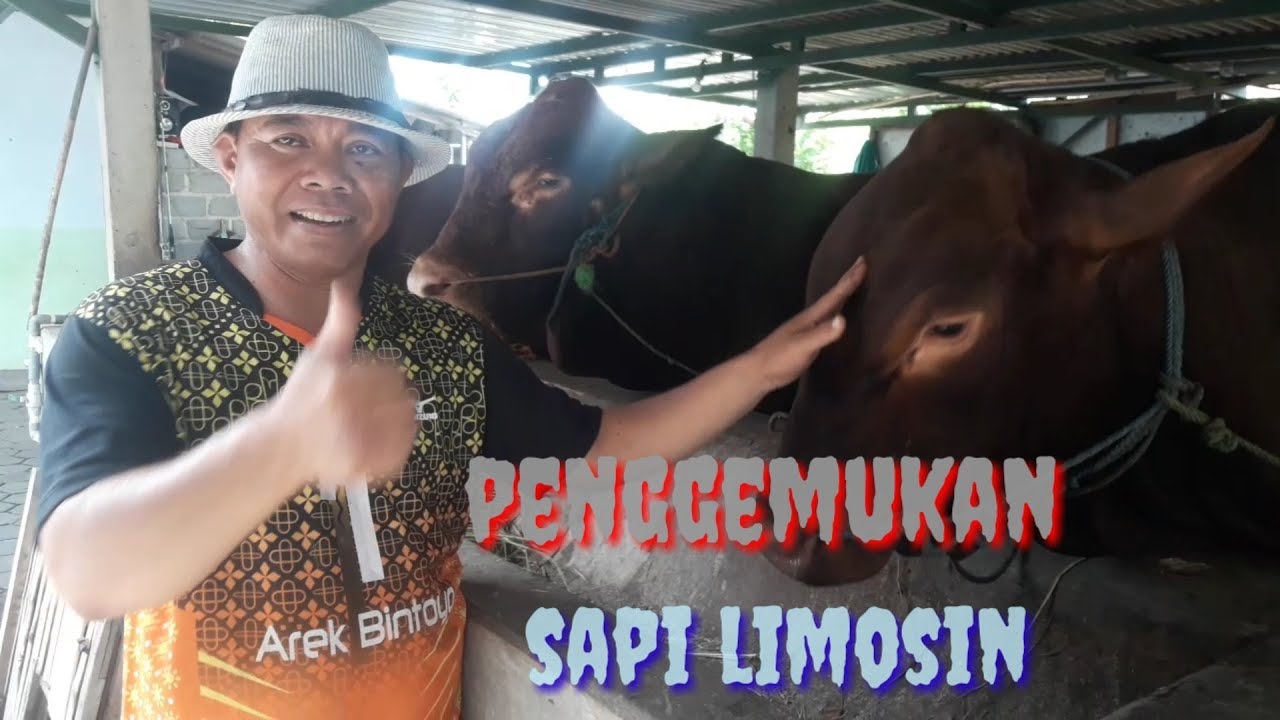 Kandang sapi limosin milik mister J. penggemukan sapi ...