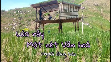 Lúa rẫy, một nét văn hóa