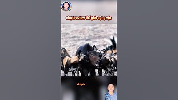 cảnh trâu rừng con thật xui xẻo hết gặp phải bần chó hoang rồi tới sư tử #thegioidongvat #shortvideo