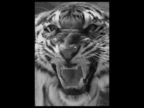 Survivor - Eye of the Tiger (Slowed + Reverb)