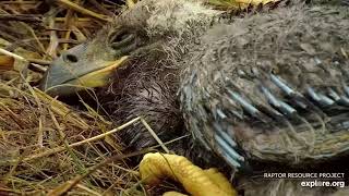 🦅Decorah North🐥🐥 Ultra close ups! Wet eaglets feeling feisty today! Apr 18 2024