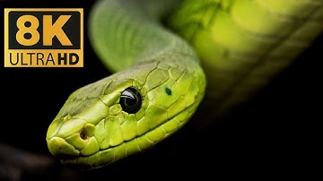 Closeup Of Snake Pit Organs,Eyes And Mouth Hunting - Diamond Python Wildlifeanimal