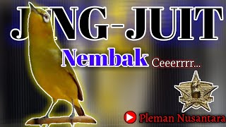 Pancingan Pleci Jing-Juit   Nembak