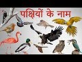 हिंदी में पक्षियों के नाम | Birds Names In Hindi With Pictures | Pakshi Ke Naam | पंछियों के नाम