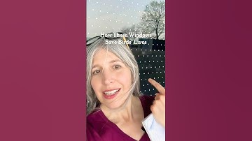 How These Windows Save Birds’ Lives