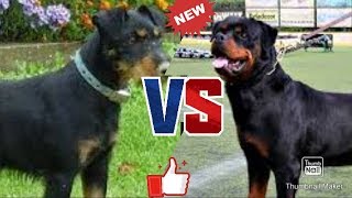 Ягдтерьер Против Ротвейлера. Yagd Terrier Against Rottweiler. Собаки.