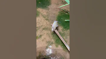 Top Viral Amazing Fishing Eel Fishing From Hole Using Hook TIK TOK 