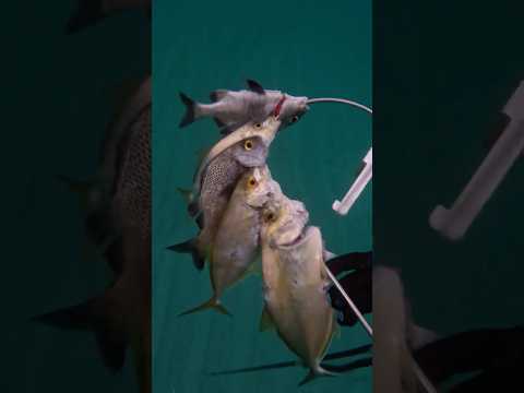 Catching My Food