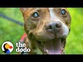 Nobody thought this blind pittie would ever see again until  the dodo