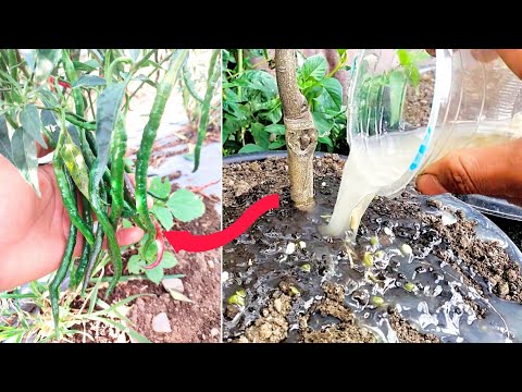 BEST NATURAL LIQUID FERTILIZER FOR PLANT | HOW TO MAKE LIQUID FERTILIZER | NATURAL FERTILIZER