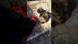 Мама съела котенка? Первая прогулка котят. Мама съела котенка? Первая прогулка котят.