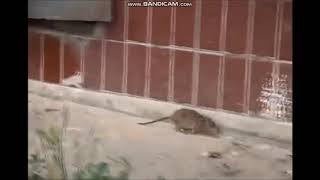 Black Cat vs Big Fuck Off Rat