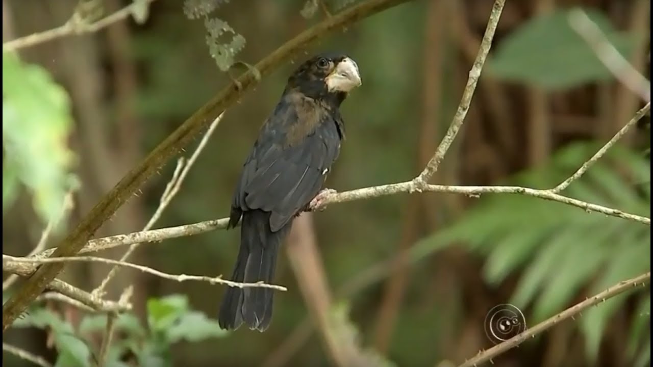 Bicudo pássaros em risco de extinção no Brasil são devolvidos à natureza
