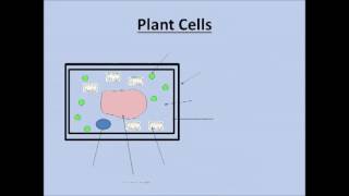 How to label an animal plant and bacteria cell - GCSE Biology