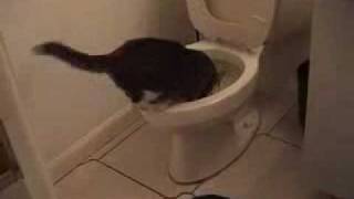 Eddie the Cat drinks toilet water