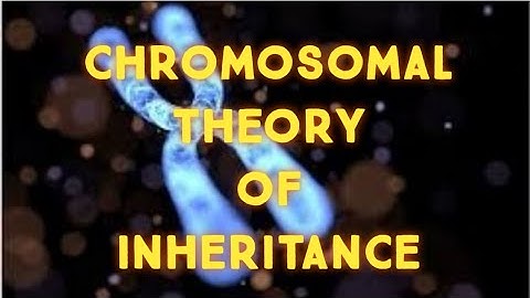 TN 12th bio botany chapter-3 CHROMOSOMAL BASIS OF INHERITANCE