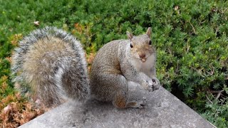 Download Lagu My beloved squirrels and their adorable personalities MP3 Download Lagu My beloved squirrels and their adorable personalities MP3