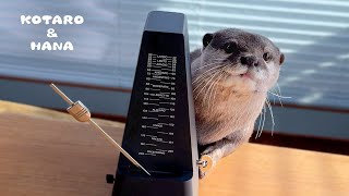 Otters React to Hearing Metronome for the First Time by KOTSUMET 93,424 views 2 months ago 6 minutes, 39 seconds