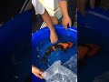 Koi fish breeding selection