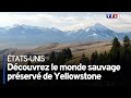 Tatsunis  dcouvrez le monde sauvage prserv de yellowstone