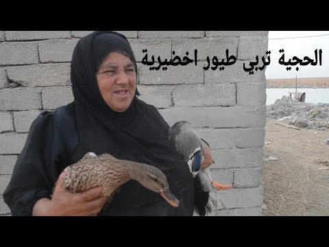 الحجية فاطمه تلزم طيور حرة مهاجرة من الدول بطريقة ذكية جدا