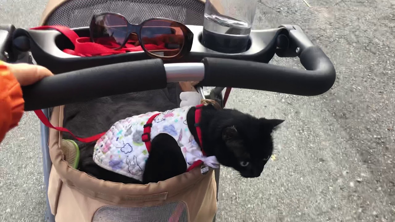 Comfy Ride Comfy ride - YouTube