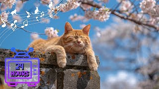 Calming Music for Cats | Make Your Cat Happy, Relaxation, Deep Sleep | Music Therapy for Cats #13 by Dream Relax My Cat 2,078 views 3 weeks ago 24 hours