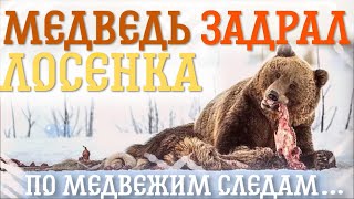 Медведь задрал лосенка. Медвежьим следам…