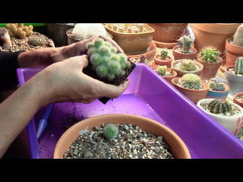 فيديو: معلومات عن Titanopsis Living Rock - كيفية زراعة نبات الجوهرة