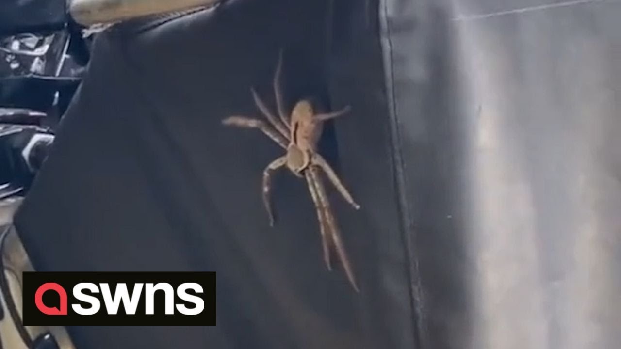 Il découvre une énorme araignée « huntsman » dans sa valise en