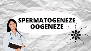 GAMETOGENEZE - Spermatogeneze, oogeneze