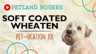 Everything you need to know about Soft Coated Wheaten Terrier puppies!