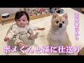 【仕送り開封】ポメくんと息子夫婦に仕送り＆最近の我が家について【近況報告】