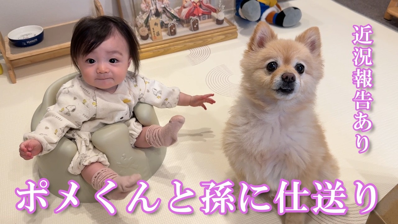 仕送り開封】ポメくんと息子夫婦に仕送り＆最近の我が家について【近況 