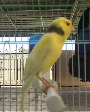 تغريد كنااري (المعبيله)