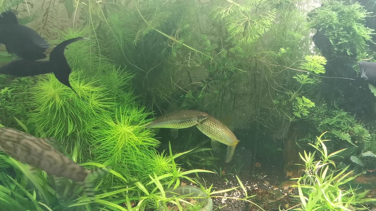 Сиамский водорослеед (Crossocheilus siamensis), SАЕ (Siamese Algae Eater)