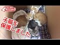 野良猫がうちで産み落とした子猫を保護しました。