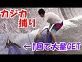清流でカジカ捕り！